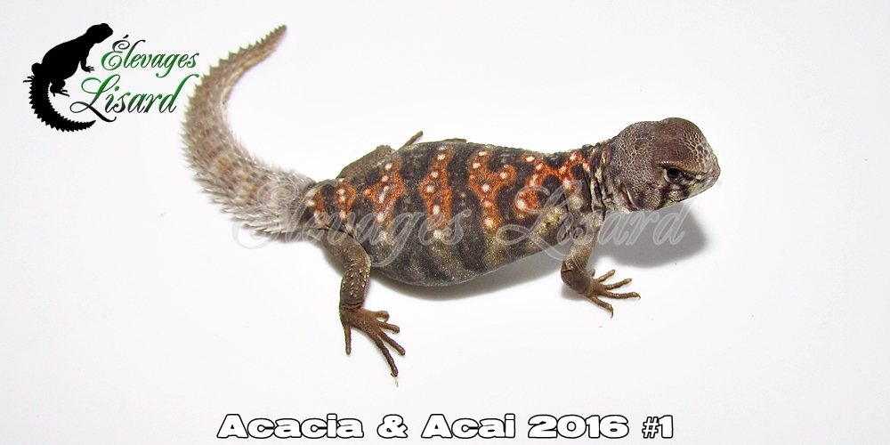 Élevages Lisard - Acacia&Acai2016#1
