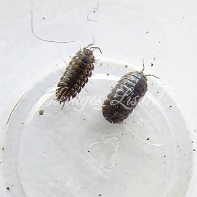 Élevages Lisard - Comparaison de cloportes - Woodlices: Sowbugs vs Pillbugs
