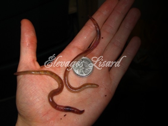 Élevages Lisard - Vers de terre - Earthworms