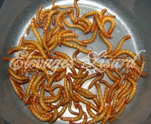 Élevages Lisard - Vers de farine - Mealworms - Tenebrio molitor