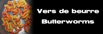 Élevages Lisard - Vers de beurre - Butterworms - Chilecomadia moorei