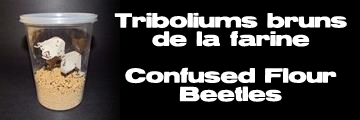 Élevages Lisard - Triboliums bruns de la farine - Confused Flour Beetles - Tribolium confusum