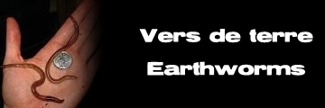 Élevages Lisard - Vers de terre - Earthworms