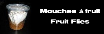 Élevages Lisard - Mouches à fruits - Fruit Flies - Drosophilia sp.