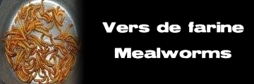 Élevages Lisard - Vers de farine - Mealworms - Tenebrio molitor