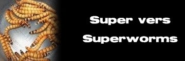 Élevages Lisard - Super vers - Superworms - Zophobas morio