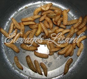 Élevages Lisard - Vers Phoenix - Phoenixworms - Hermetia illucen