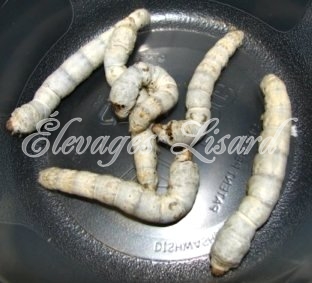 Élevages Lisard - Vers à soie - Silkworms - Bombyx mori - Normaux