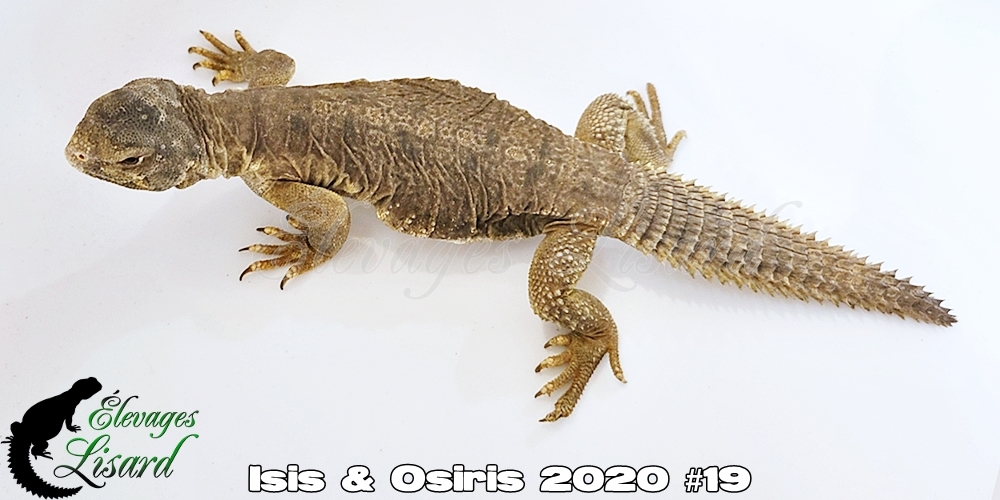 Élevages Lisard - Isis&Osiris2020#19 Élevages Lisard - Isis&Osiris2020#19