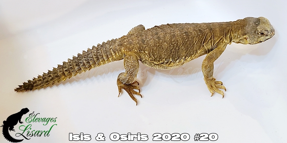 Élevages Lisard - Isis&Osiris2020#20 Élevages Lisard - Isis&Osiris2020#20