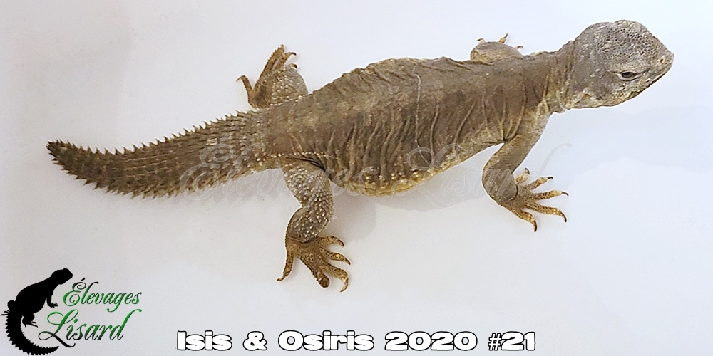 Élevages Lisard - Isis&Osiris2020#21 Élevages Lisard - Isis&Osiris2020#21