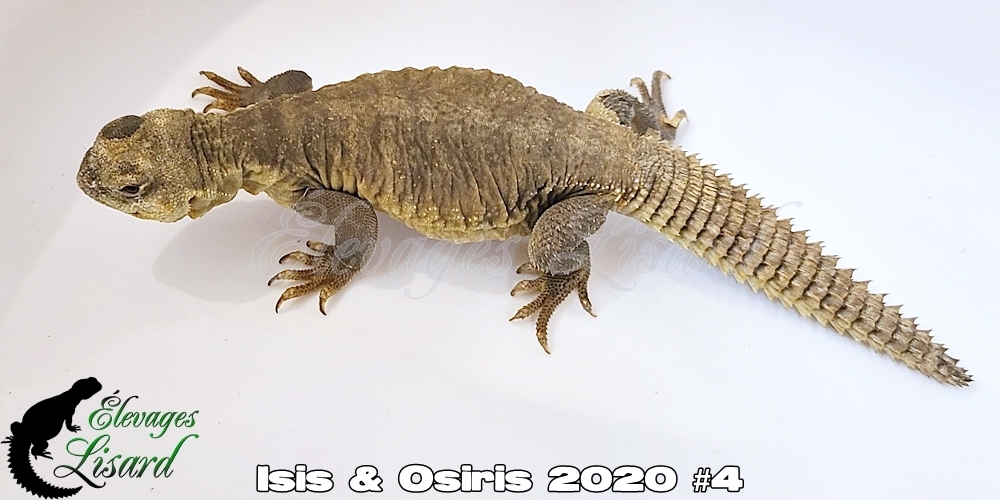 Élevages Lisard - Isis&Osiris2020#4 Élevages Lisard - Isis&Osiris2020#4