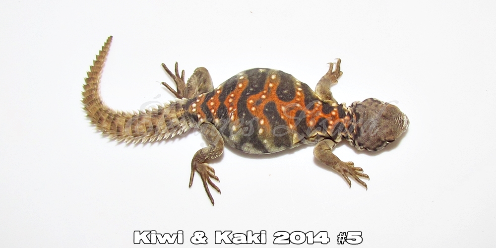 Élevages Lisard - Kiwi&Kaki2014#5