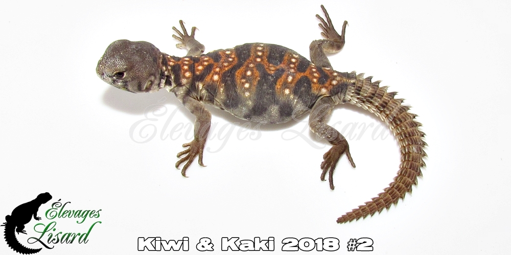 Élevages Lisard - Kiwi&Kaki2018#2