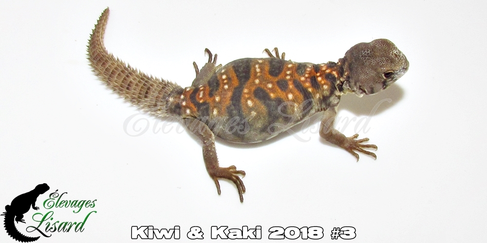 Élevages Lisard - Kiwi&Kaki2018#3
