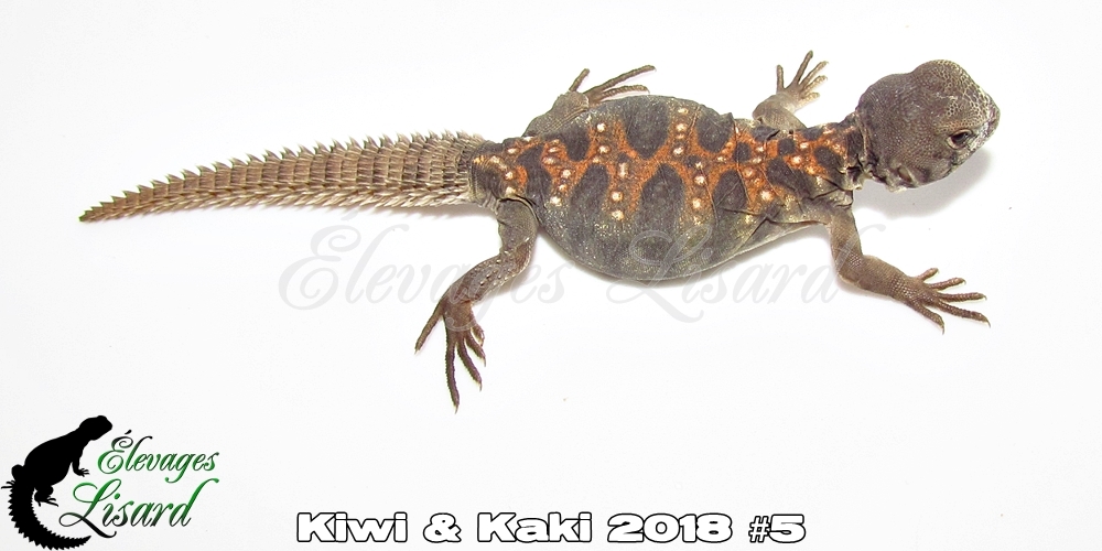 Élevages Lisard - Kiwi&Kaki2018#5