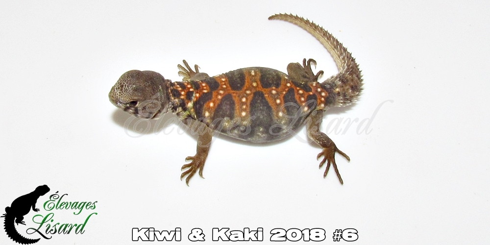 Élevages Lisard - Kiwi&Kaki2018#6