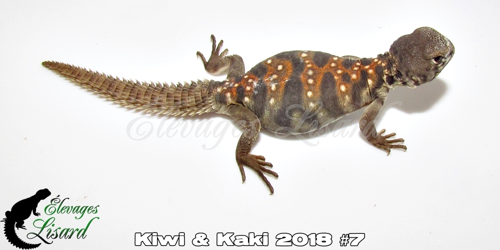 Élevages Lisard - Kiwi&Kaki2018#7