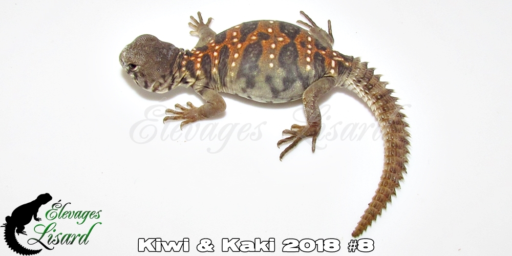 Élevages Lisard - Kiwi&Kaki2018#8
