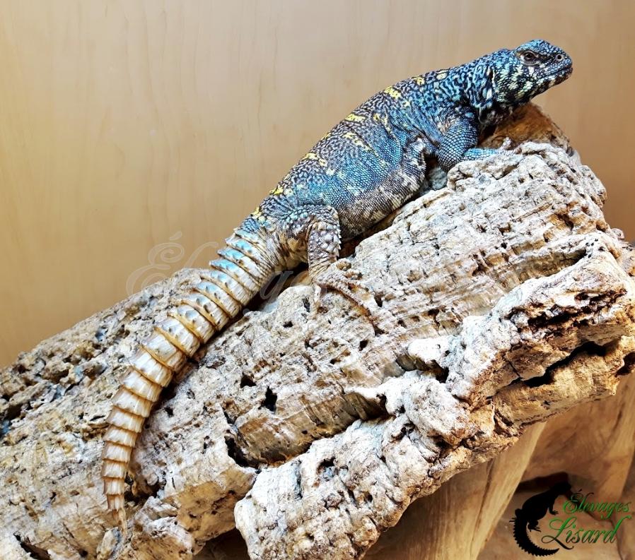 Aquamarine - Uromastyx ornata ornata