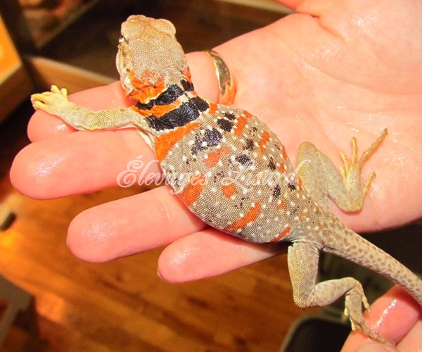 Maria - Lézard à collier du désert - Crotaphytus bicinctores