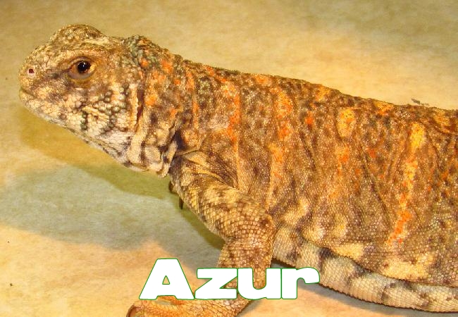 Azur - Uromastyx ornata
