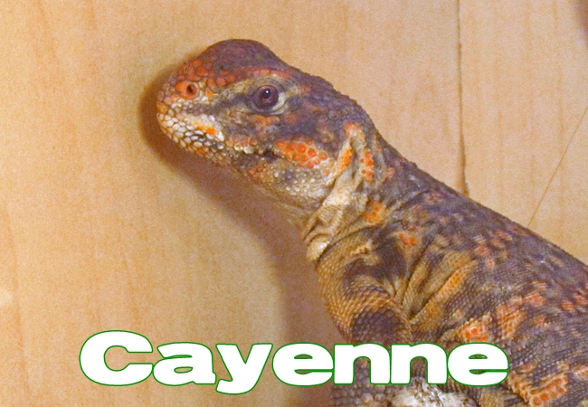 Cayenne - Uromastyx geyri