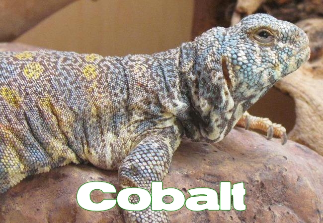 Cobalt - Uromastyx ornata