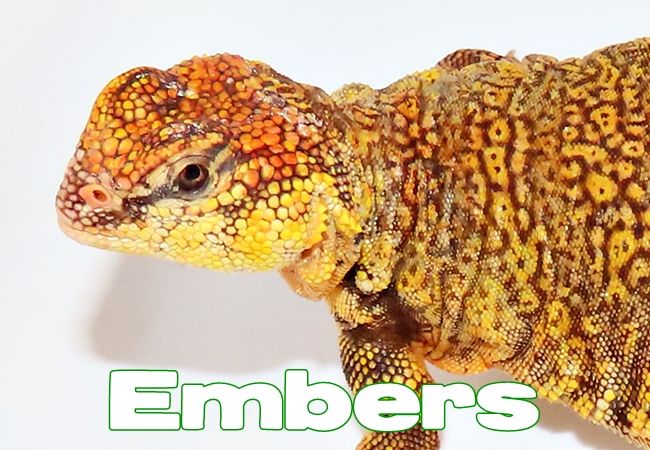 Embers - Uromastyx geyri