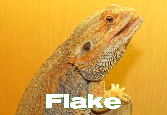 Flake - Dragon barbu - Pogona vitticeps