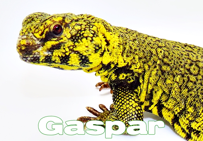 Gaspar - Uromastyx geyri