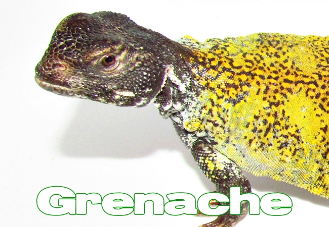 Grenache - Uromastyx nigriventris