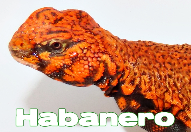 Habanero - Uromastyx geyri