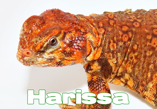Harissa - Uromastyx geyri