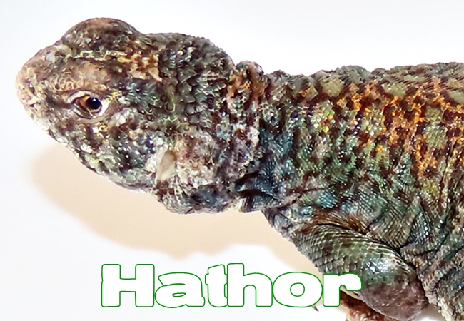 Hathor - Uromastyx philbyi