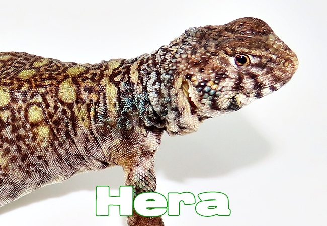 Hera - Uromastyx philbyi