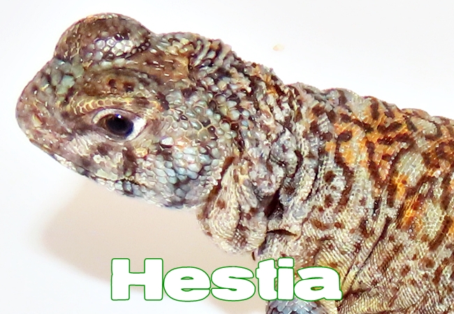 Hestia - Uromastyx philbyi