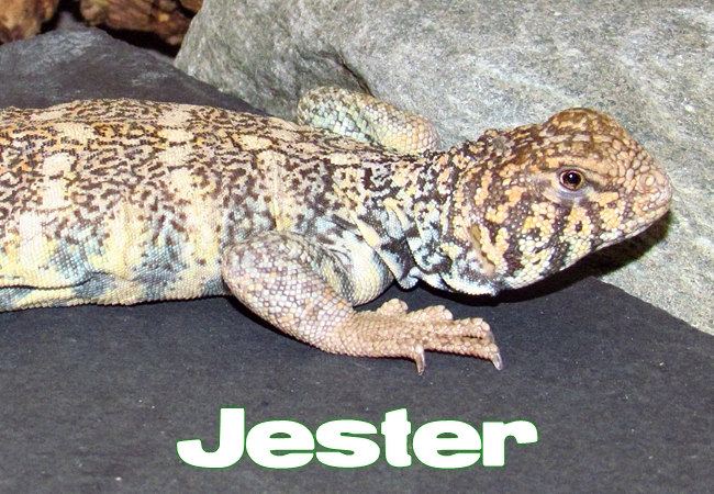 Jester - Uromastyx yemenensis