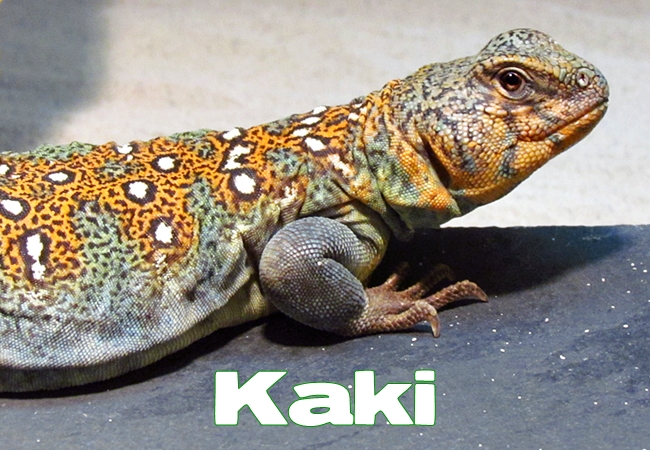 Kaki - Uromastyx ocellata