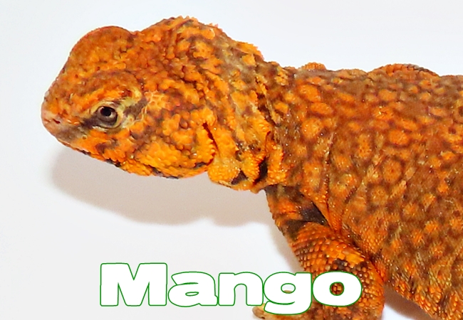 Mango - Uromastyx geyri