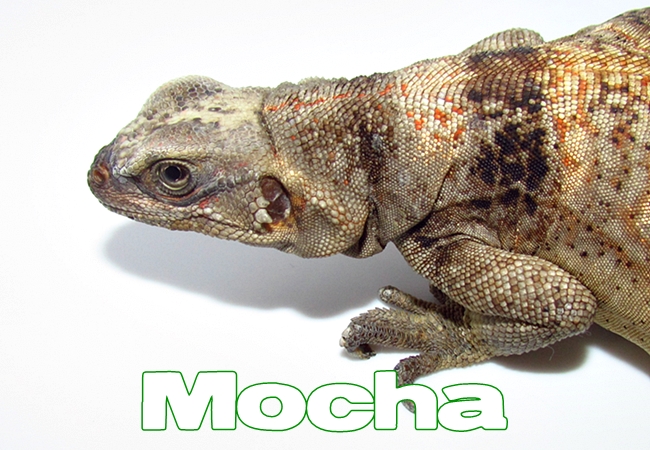 Mocha - Sauromalus ater