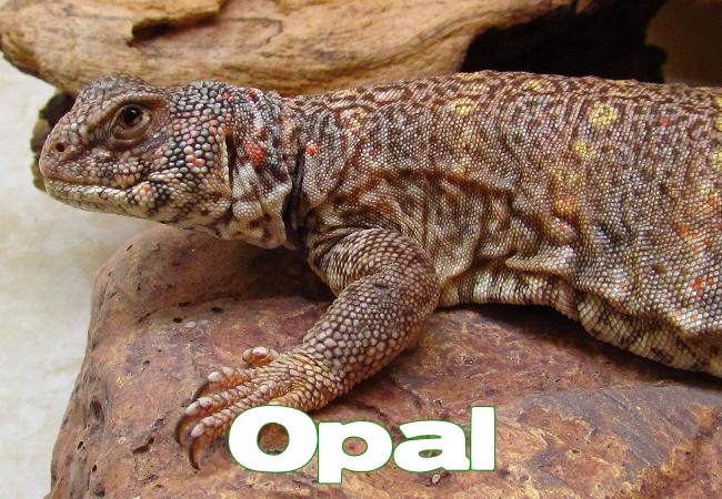 Opal - Uromastyx ornata ornata
