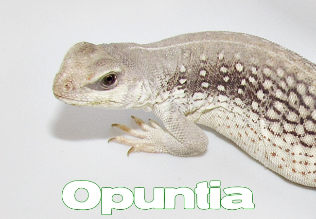 Opuntia - Dipsosaurus dorsalis