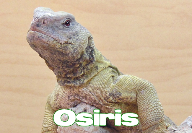 Osiris - Uromastyx aegyptia