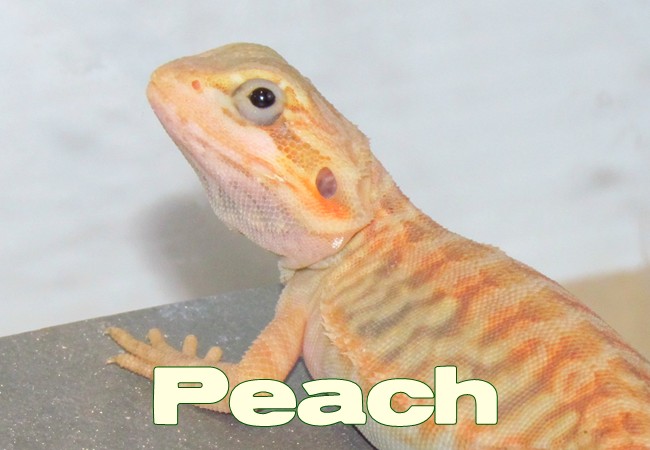 Peach- Dragon barbu - Pogona vitticeps