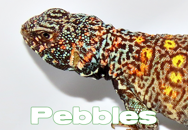 Pebbles - Uromastyx ornata ornata