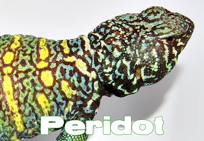 Peridot - Uromastyx ornata ornata