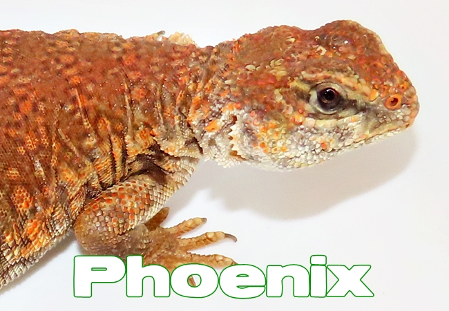 Phoenix - Uromastyx geyri