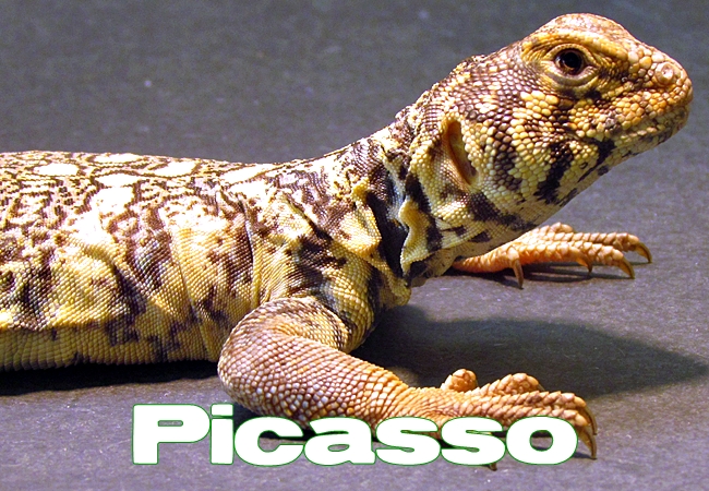 Picasso - Uromastyx yemenensis