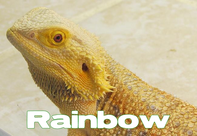 Rainbow - Dragon barbu - Pogona vitticeps
